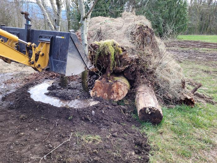 Tree in the hole, hole backfilled, watering transplant.