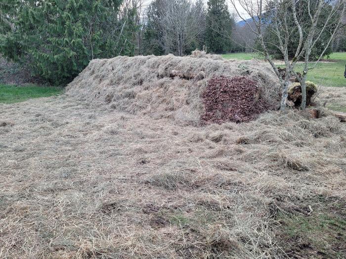 Mulched around transplanted tree.