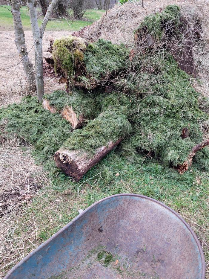 Lawn clippings mulch.