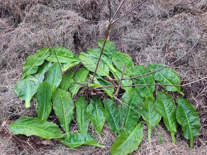 Skunk cabbage leaves mulch.