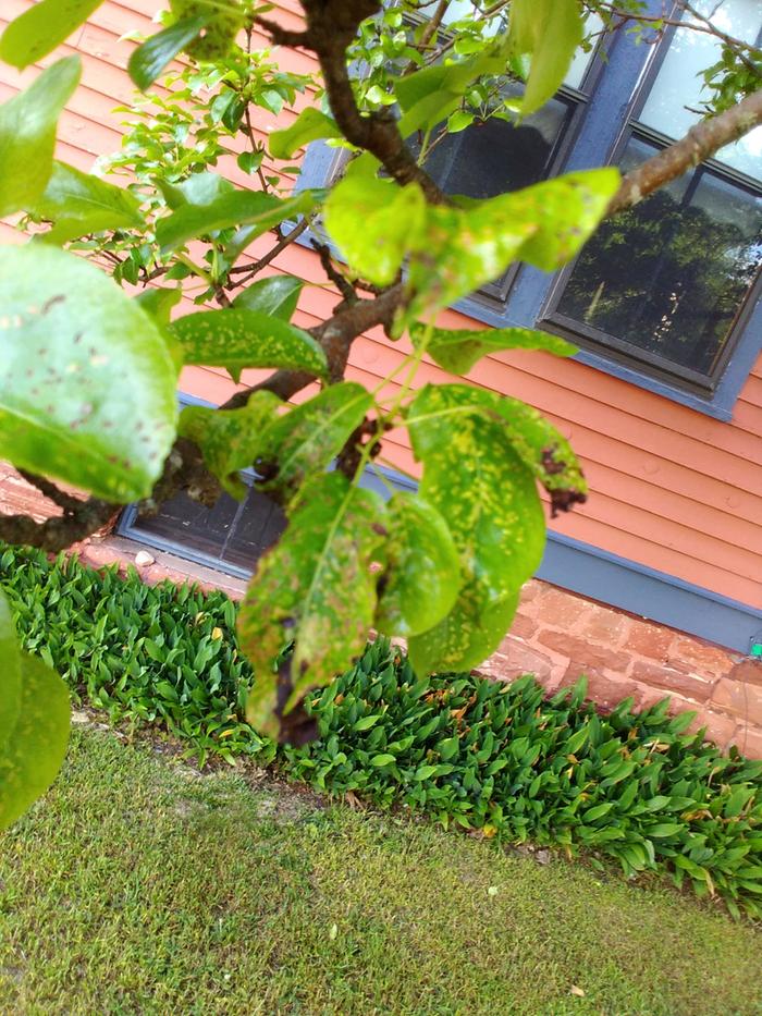 typical early sawfly damage to foliage
