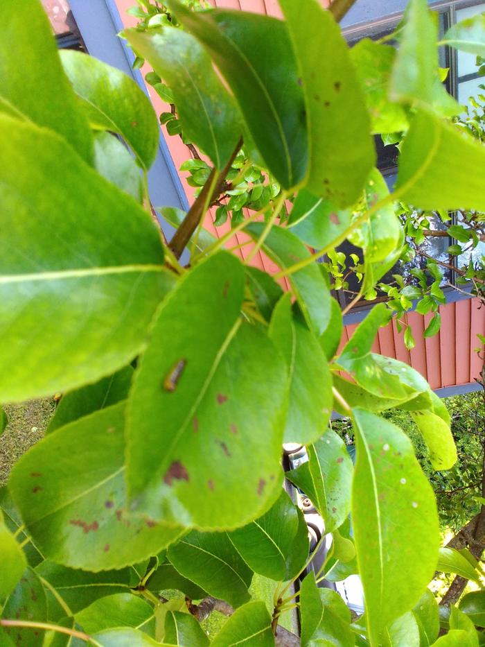 kaput sawfly larva - neem oil success