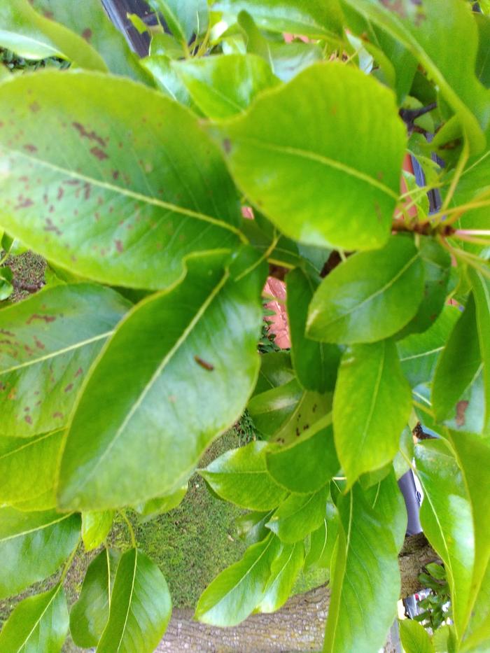 kaput sawfly larvae - more neem oil success
