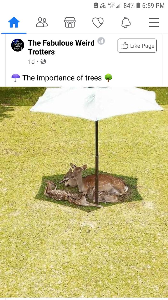 Deer under umbrella