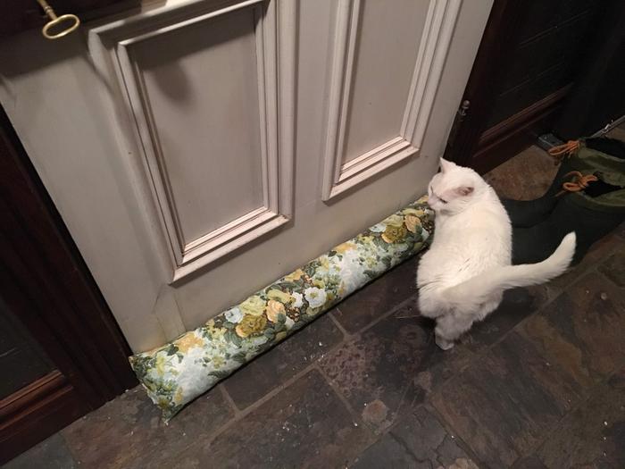 kitty cat admiring door snake stopping drafts under the door