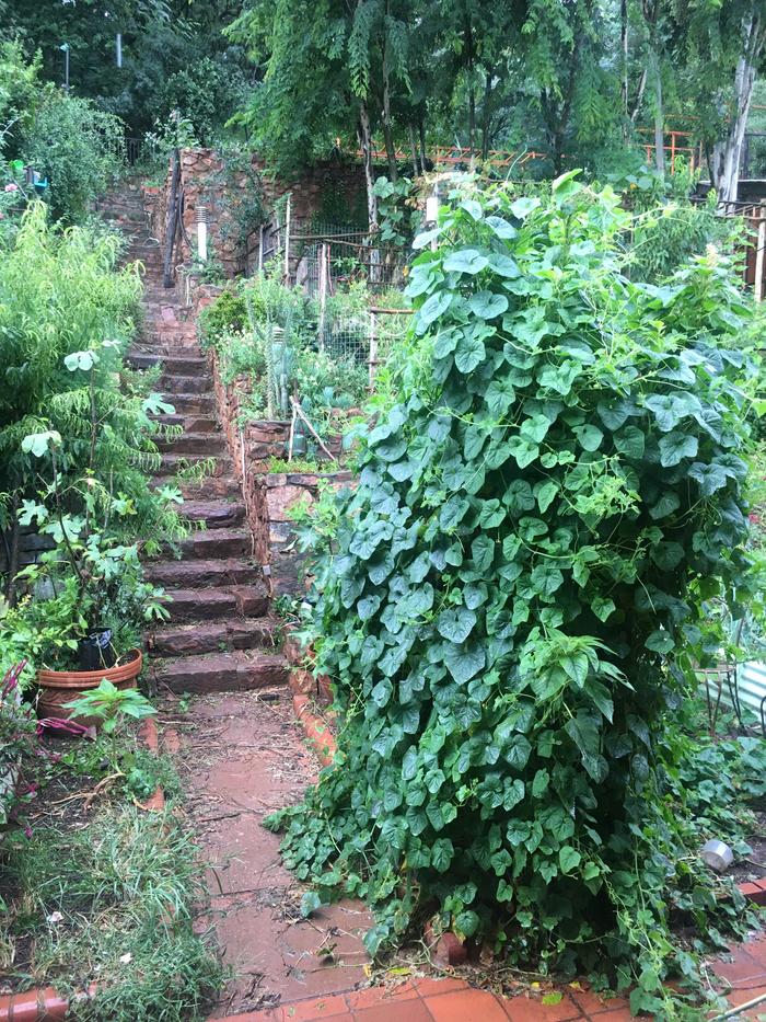 African cucumber tower