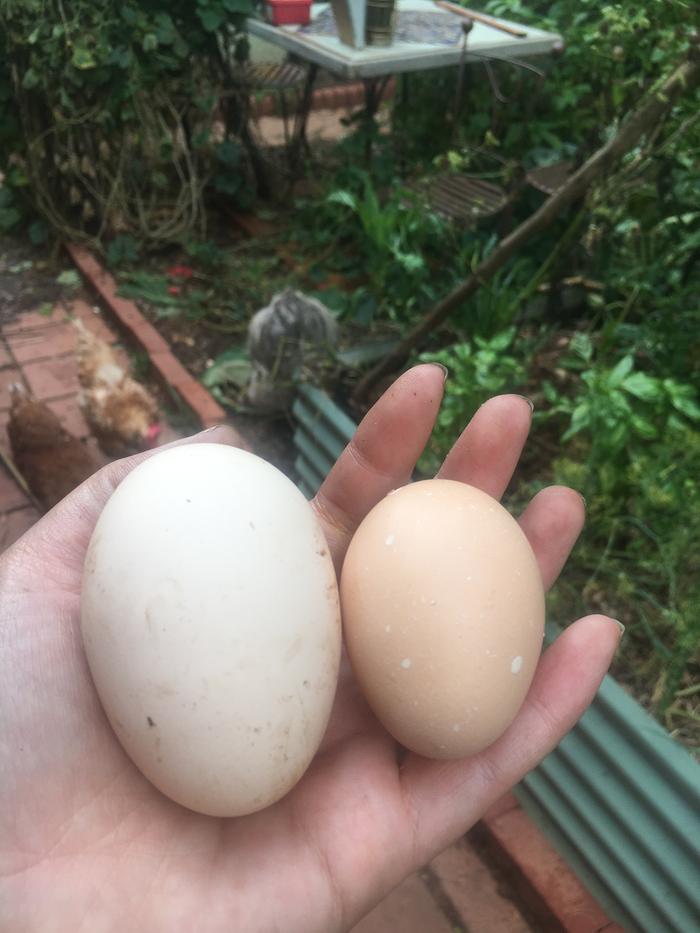 Oh, this giant egg. The broiler hasn’t quite got the laying thing down