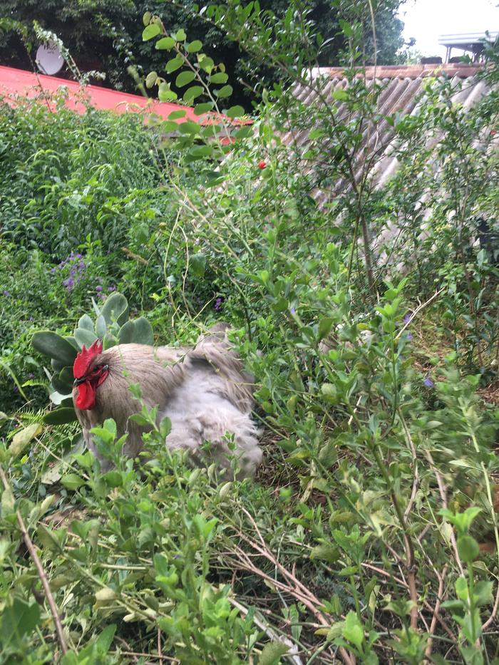 Clearing out some bush... or mating a hen