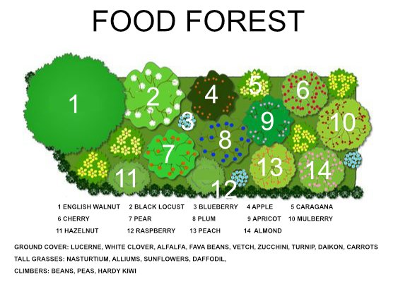 [Thumbnail for foodforestguild.jpg]