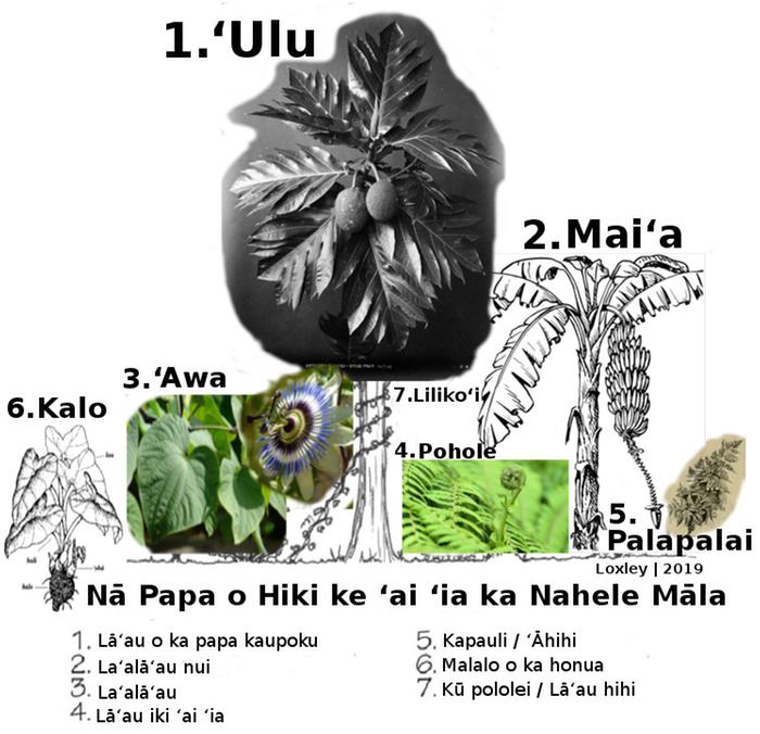 Tropical food forest, ʻŌlelo Hawaiʻi by BackyardRegeneration.com