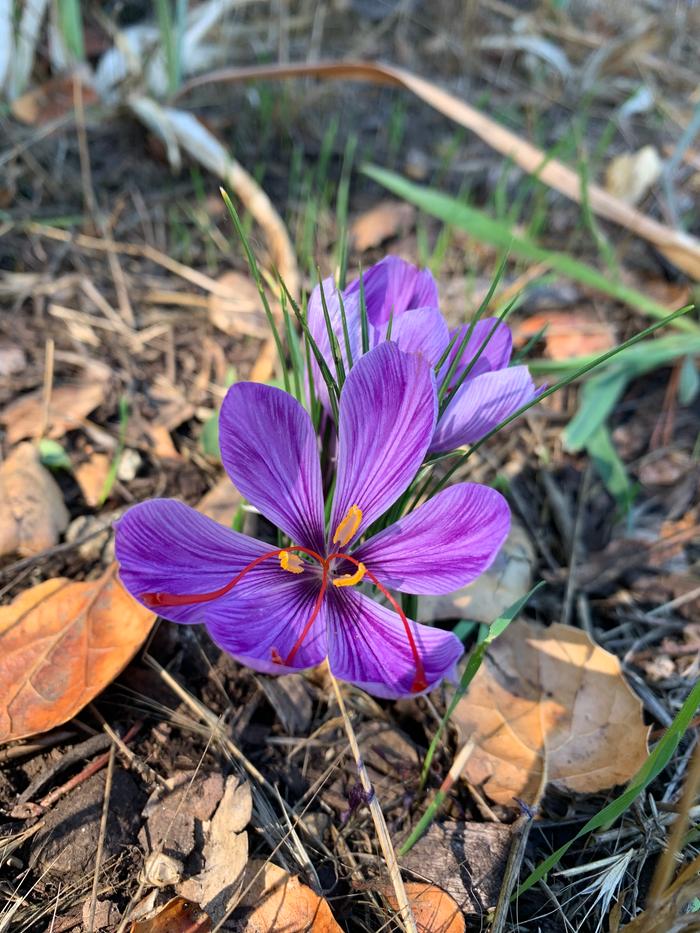 saffron flower