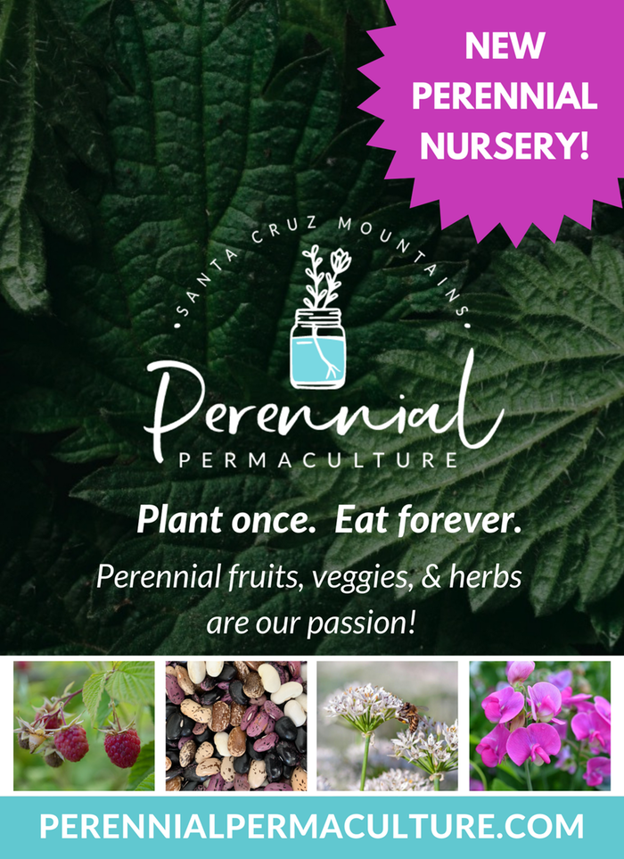 [Thumbnail for Perennial-Permaculture-(8-x-11-in).png]