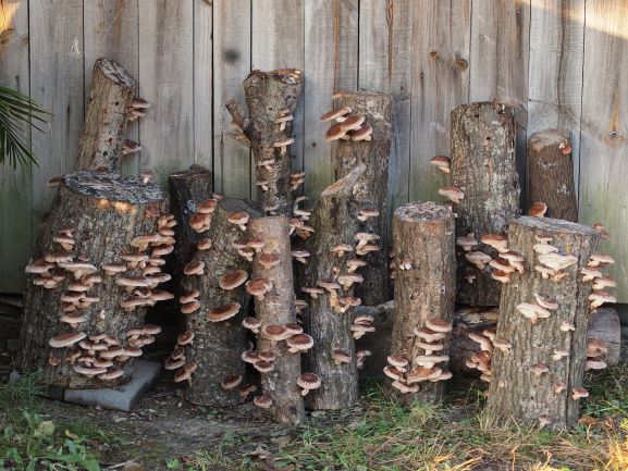 Native harvest shiitake 08/10/2020 