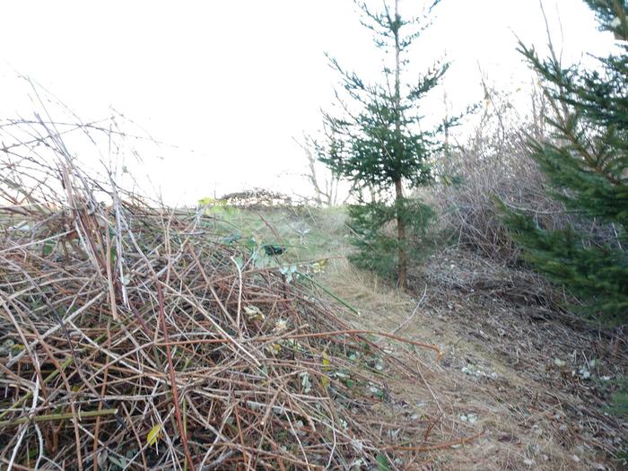 And so it begins, the first pile of blackberry bramble. I found trees!