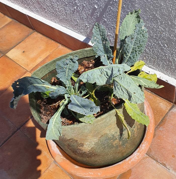 sad kale with yellow leaves and bug holes