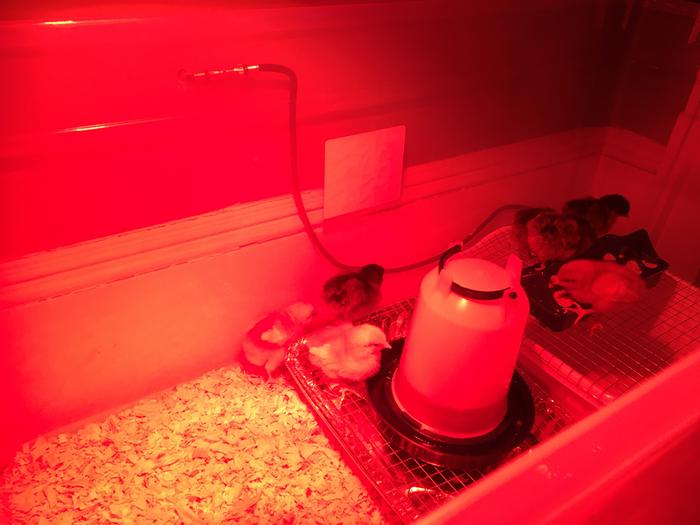 baby chicks in brooder