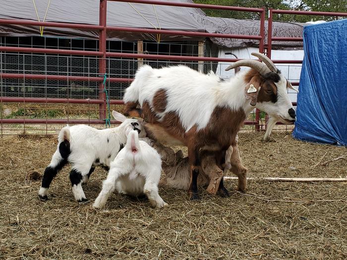 mama goat with triplet kids