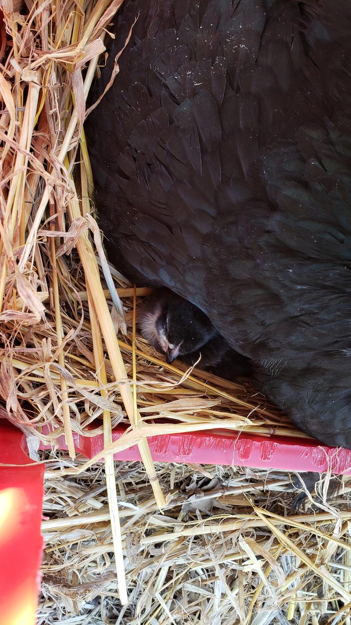 baby chick peeking out from under mama hen