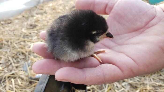 black baby chick