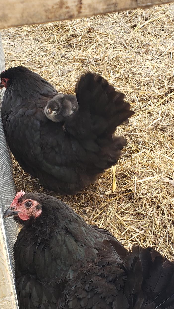 baby chick perched on mama hen's back