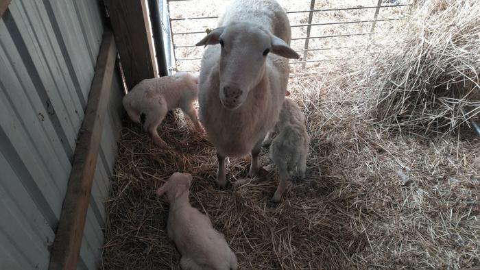 mother sheep with triplet lambs