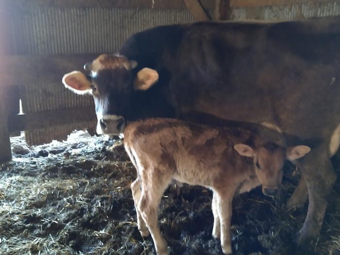 mama cow and baby bull calf