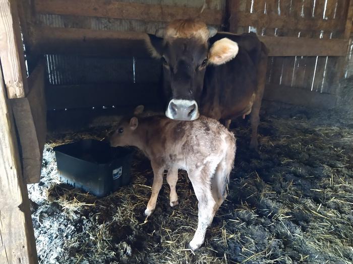 cow and calf