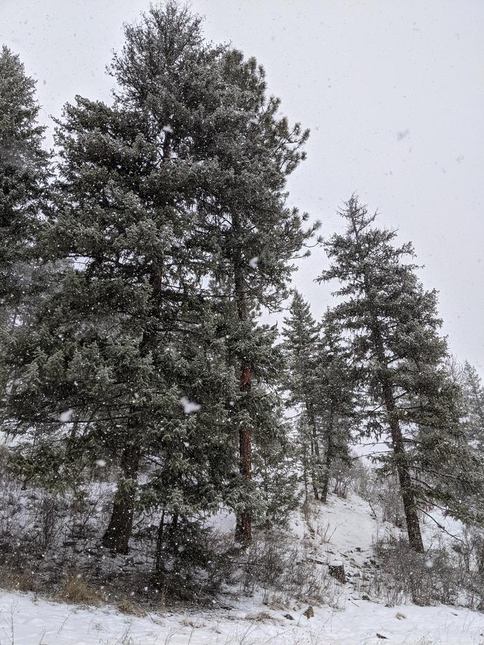 Then the flurries started coming down.. *peaceful softness mixed with scent of evergreens*