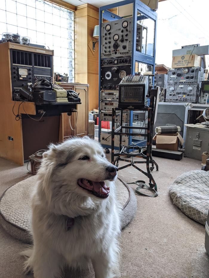 Happy floofer Freya surrounded by obsolete technology