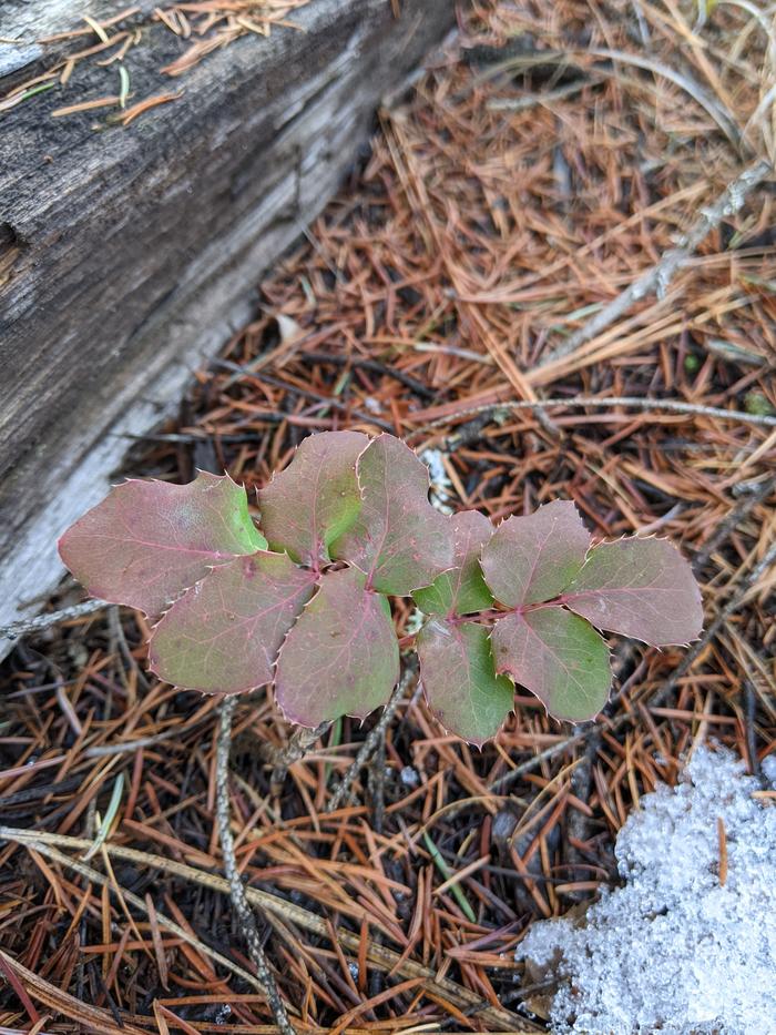 Oregon grape, Mahonia repens