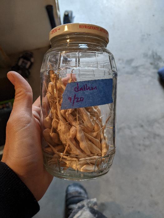Daikon radish seeds. Who knew? 