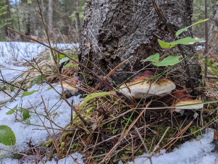 Mushrooms hiding in the forest. 