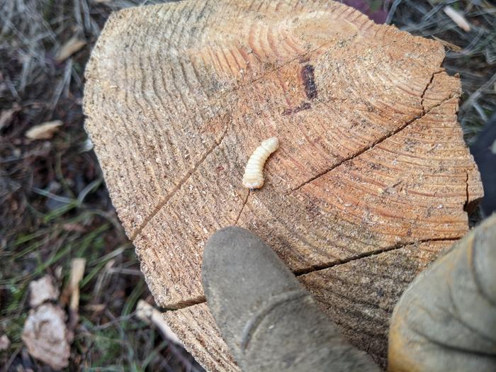 Found this tasty fella while splitting wood. 