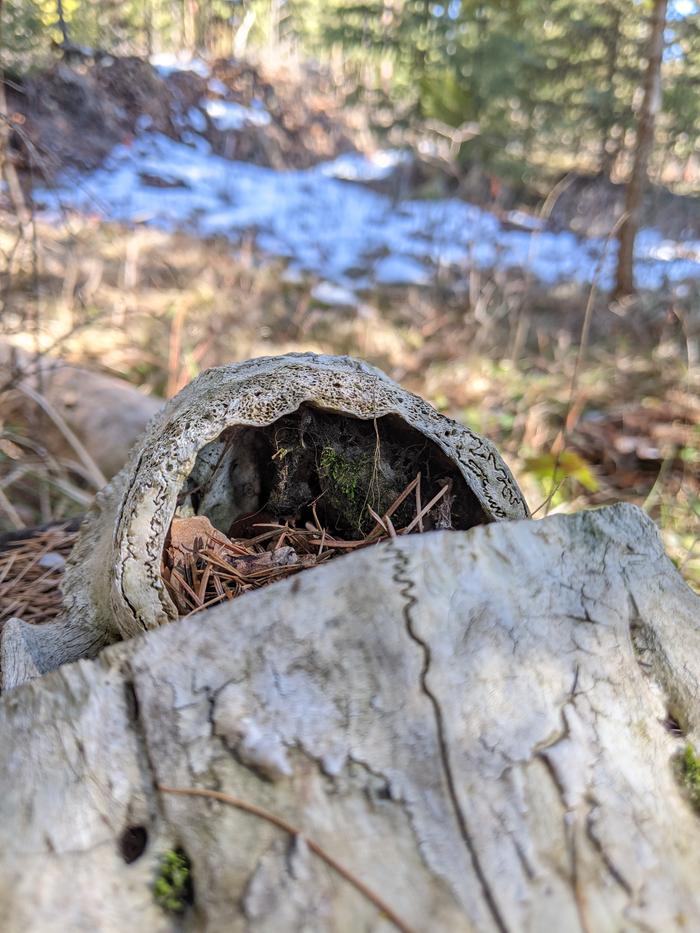 Interior pathways of bones
