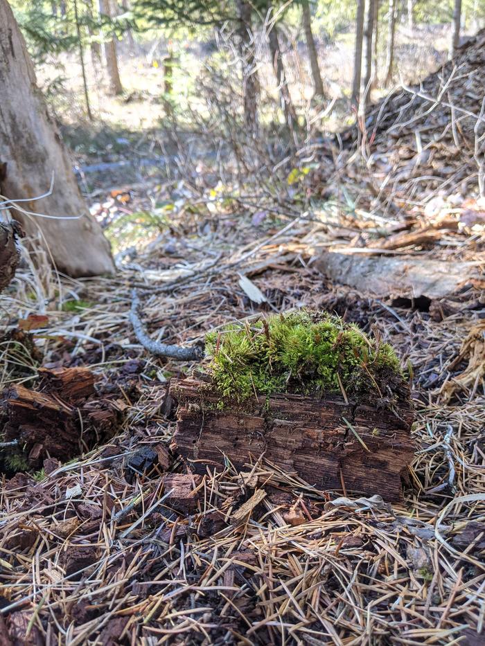 So lush in the shade