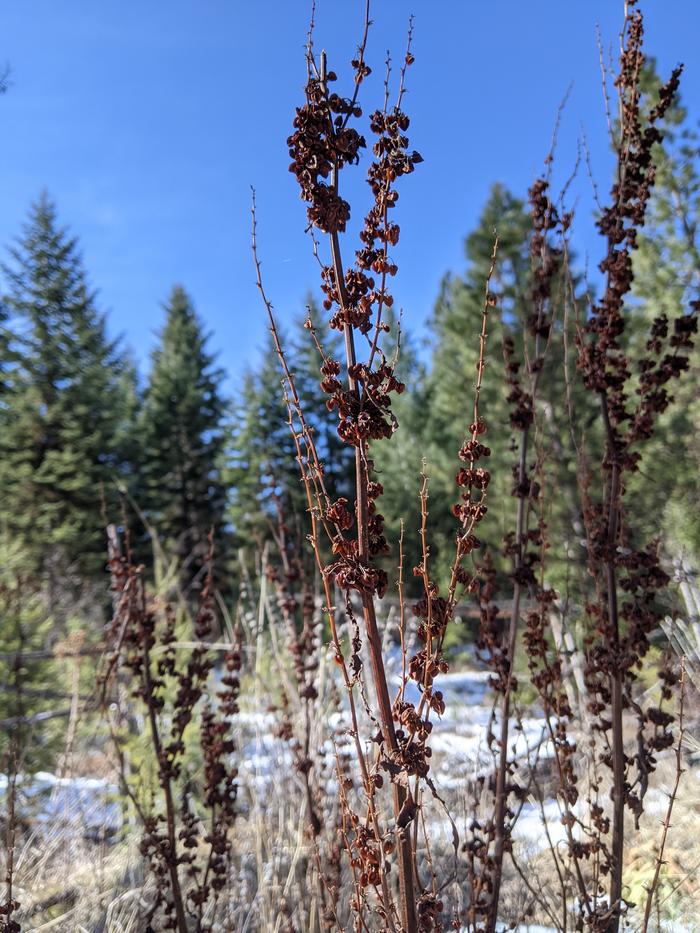 Plant id anyone? 