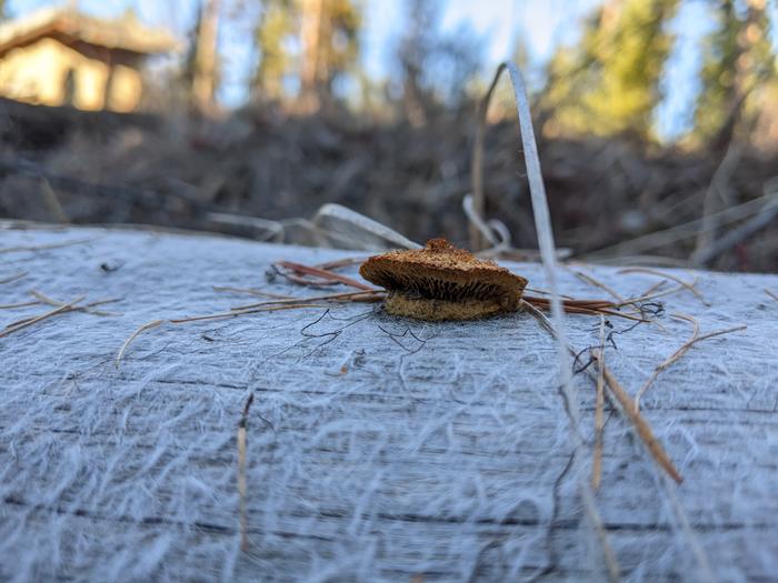 Fungus? 