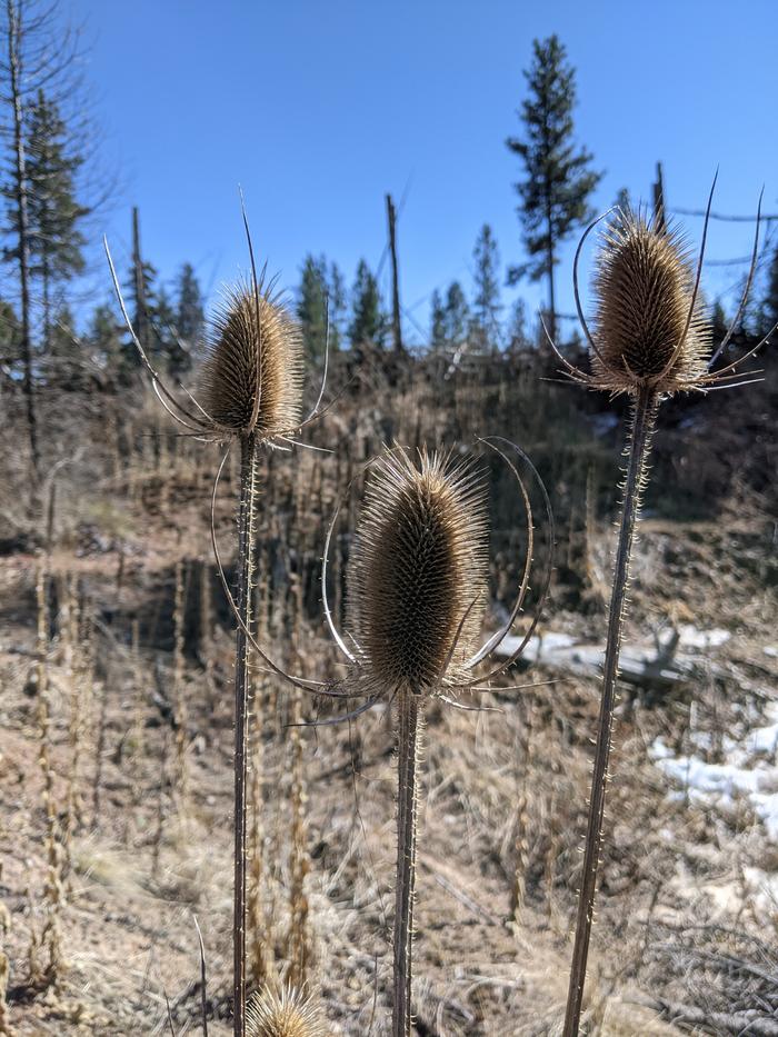Common Teasel