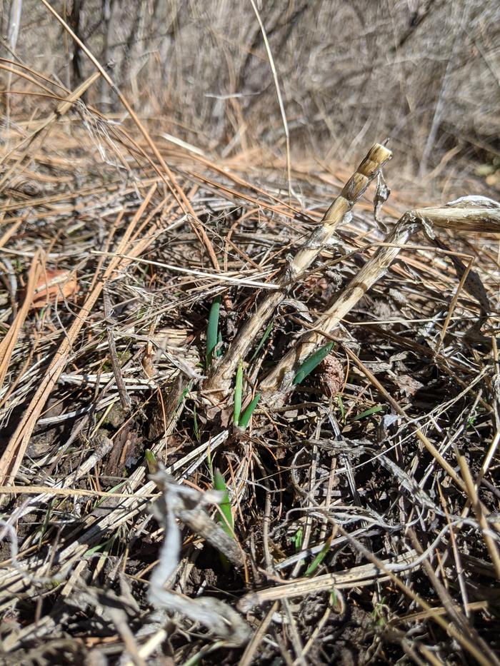 Baby walking onions! 