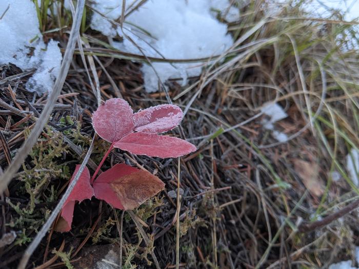 Oregon grape