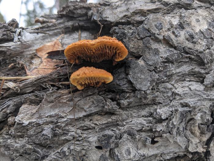 Fungus! 