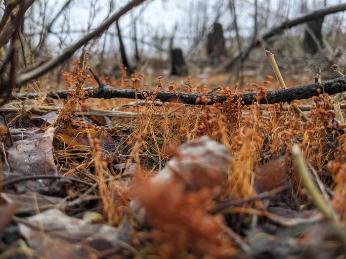 Moss spore shoots 