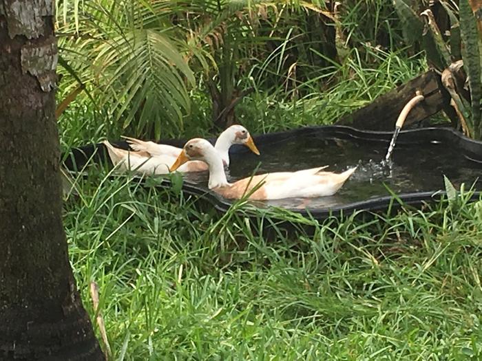 Happy in their pond