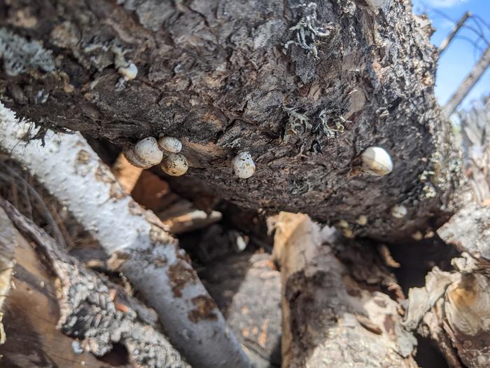 Fungus ID? 