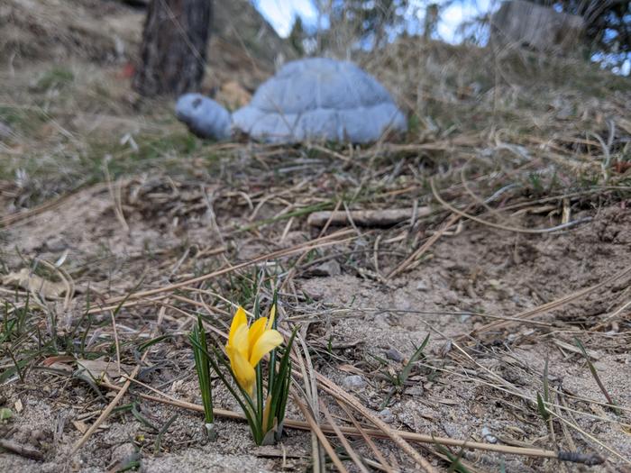 Spring, little turtle. 