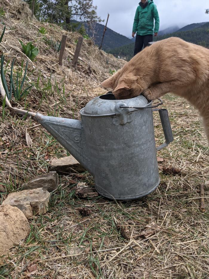 The tiger took a water break