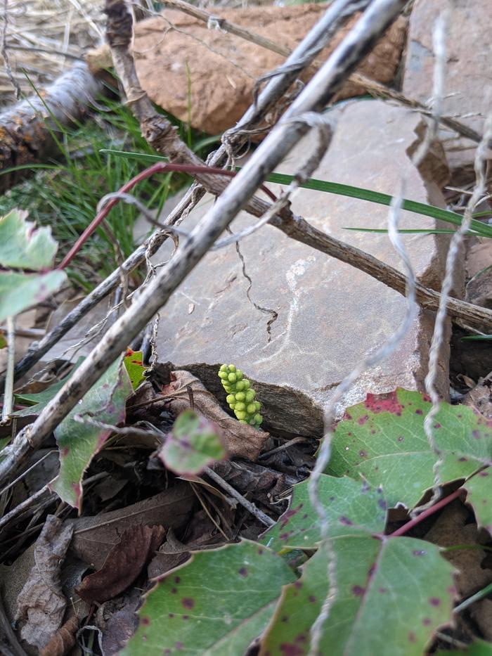 Oregon grape buds! 