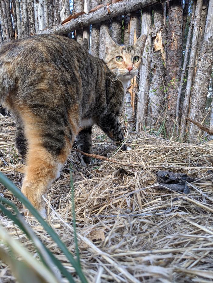 Garden helper