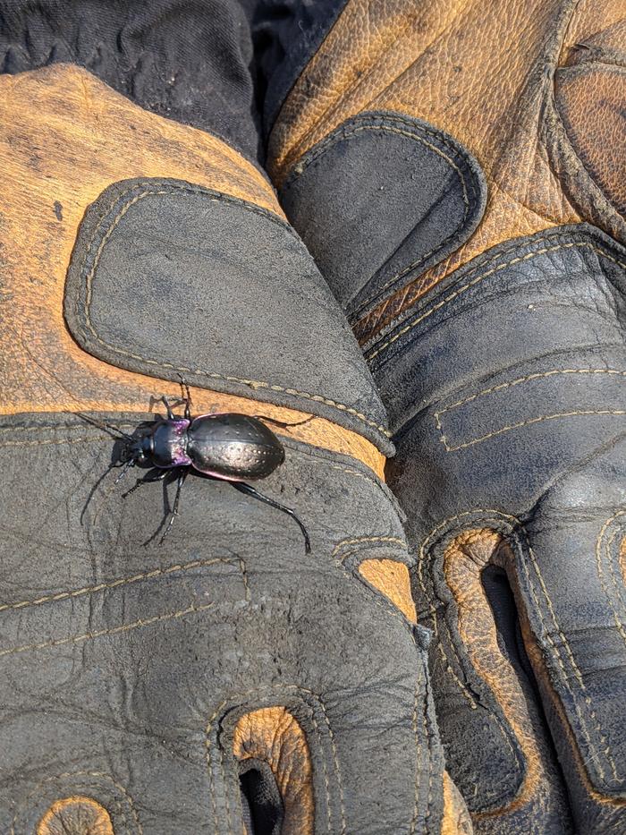 Shimmery purple beetle friend