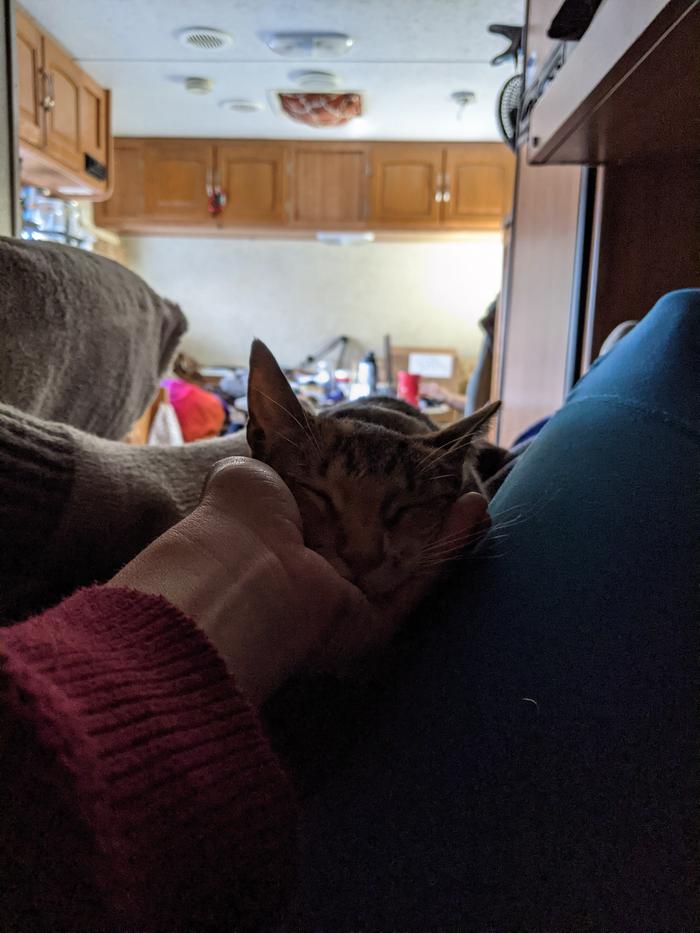Kitten snuggled while I watched the movie